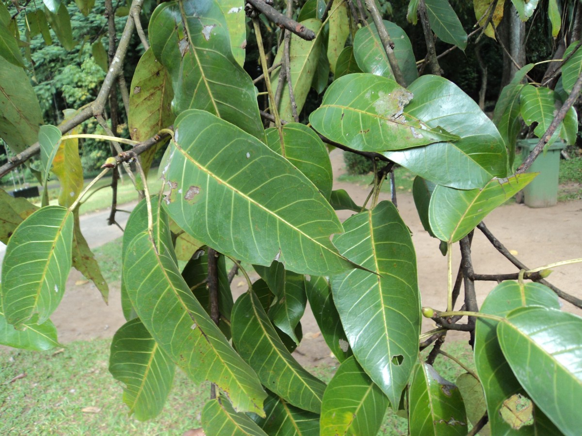 Ficus tsjakela Burm.f.